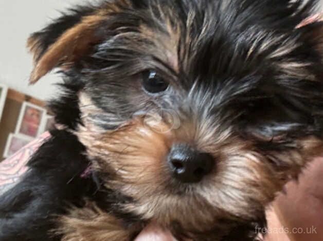 Yorkie female puppy ready to go for sale in London