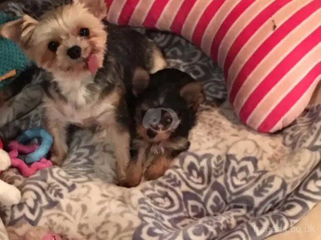 Yorkie female terrier for sale in Stirling, Stirling