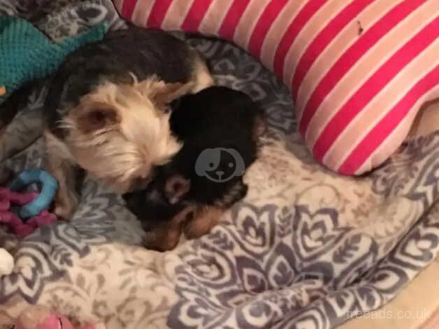 Yorkie female terrier for sale in Stirling, Stirling - Image 2