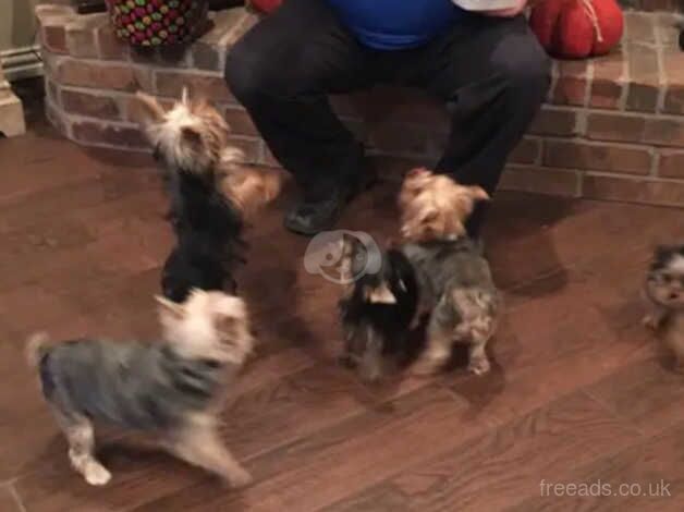 Yorkie female terrier for sale in Stirling, Stirling - Image 3