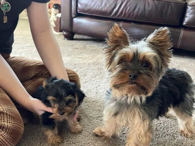 Yorkie girl for sale in Blackpool, Lancashire