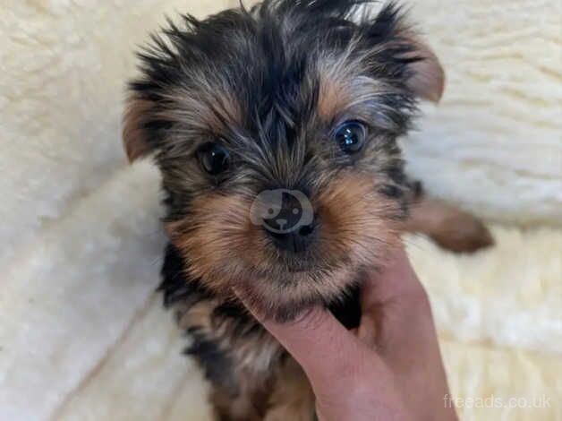 Yorkie girl for sale in Oxford, Staffordshire - Image 1