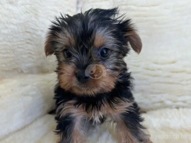 Yorkie girl for sale in Oxford, Staffordshire - Image 3