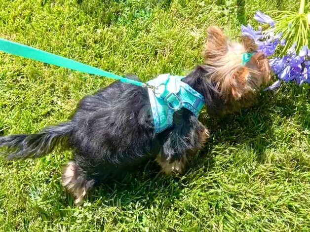 Yorkie girl for sale in Oxford, Staffordshire - Image 5