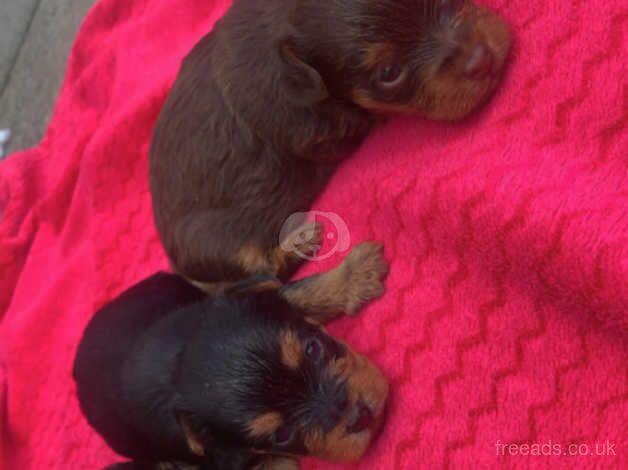 Yorkie for sale in Coleraine - Image 1