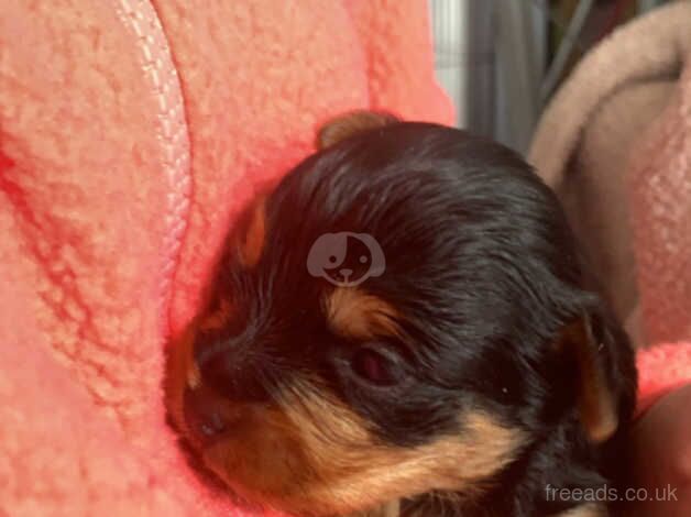 Yorkie for sale in Coleraine - Image 3