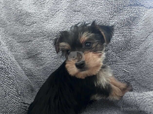 Yorkie for sale in Croydon, Croydon, Greater London - Image 2