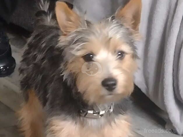 Yorkie for sale in Ross-on-Wye, Herefordshire - Image 1