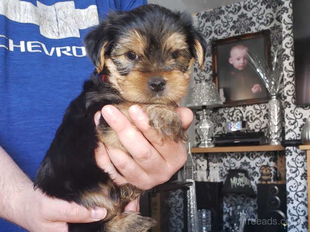 Yorkie looking forever home for sale in Belfast - Image 1