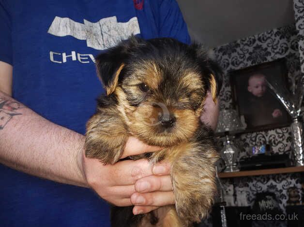 Yorkie looking forever home for sale in Belfast - Image 2