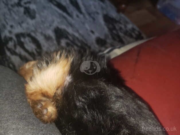 Yorkie looking forever home for sale in Belfast - Image 3
