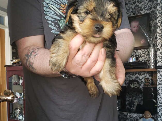 Yorkie looking forever home for sale in Belfast - Image 4