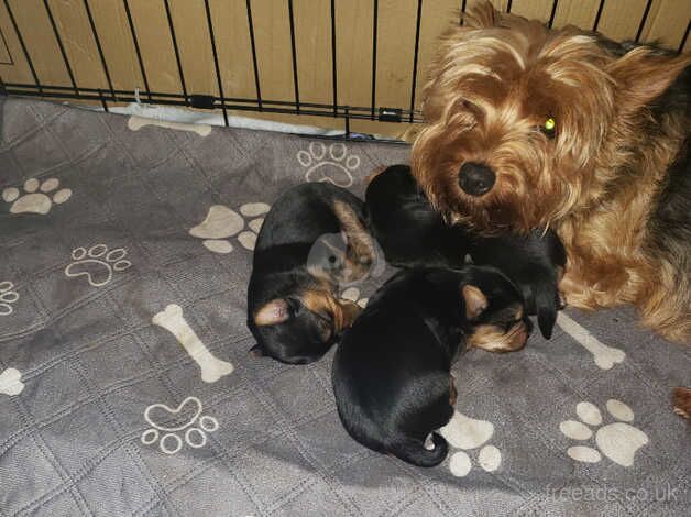 Yorkie looking forever home for sale in Belfast - Image 5