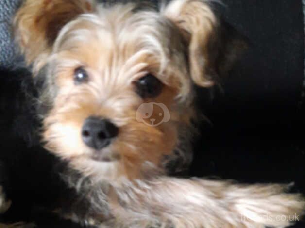 Yorkie male for sale in Telford, Shropshire