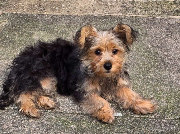 Yorkie male for sale in Telford, Shropshire - Image 2