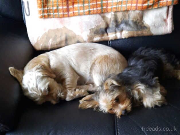 Yorkie male for sale in Telford, Shropshire - Image 3