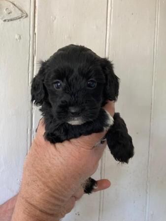 YORKIE POO PUPPIES FOR SALE in Wells, Somerset - Image 1