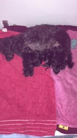 YORKIE POO PUPPIES FOR SALE in Wells, Somerset - Image 2