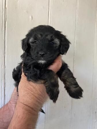 YORKIE POO PUPPIES FOR SALE in Wells, Somerset - Image 3