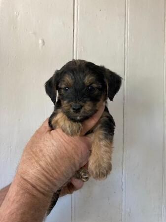 YORKIE POO PUPPIES FOR SALE in Wells, Somerset - Image 4