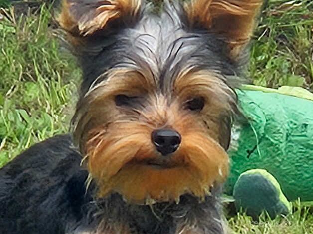 Yorkie pup for sale in Shrewsbury, Shropshire - Image 1