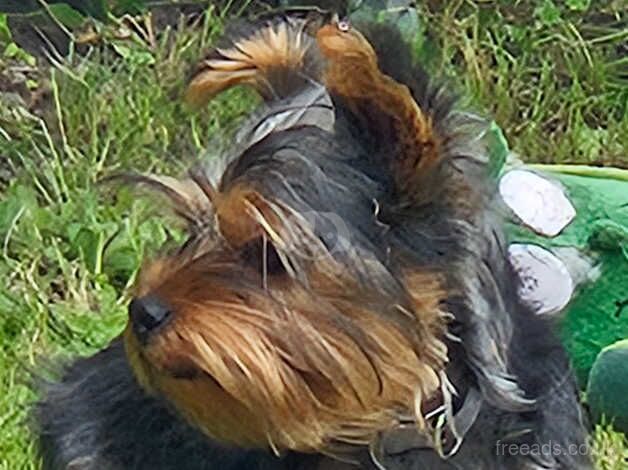 Yorkie pup for sale in Shrewsbury, Shropshire - Image 2