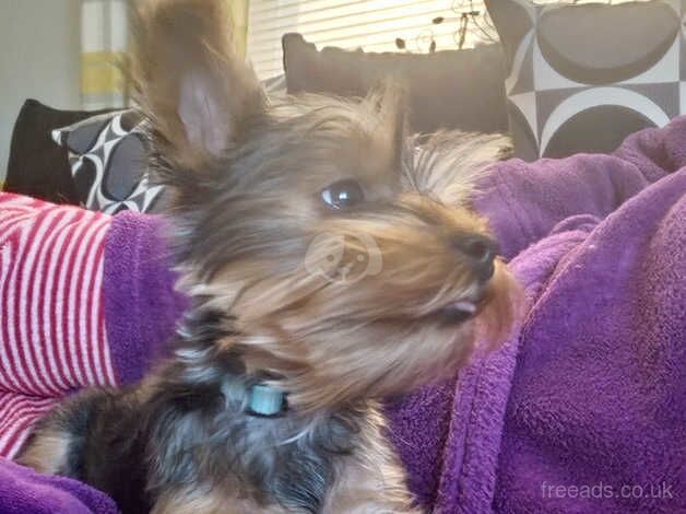 Yorkie pup for sale in Shrewsbury, Shropshire - Image 3