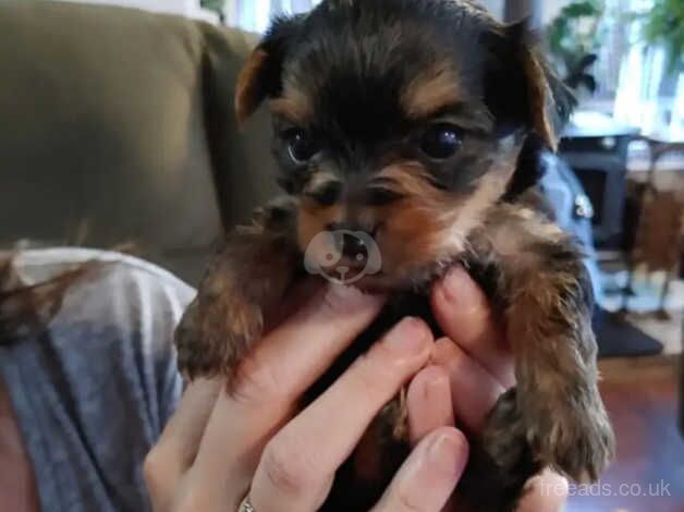 Yorkie puppies (4 Weeks Old) for sale in Scunthorpe, Lincolnshire - Image 1