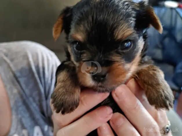 Yorkie puppies (4 Weeks Old) for sale in Scunthorpe, Lincolnshire - Image 2