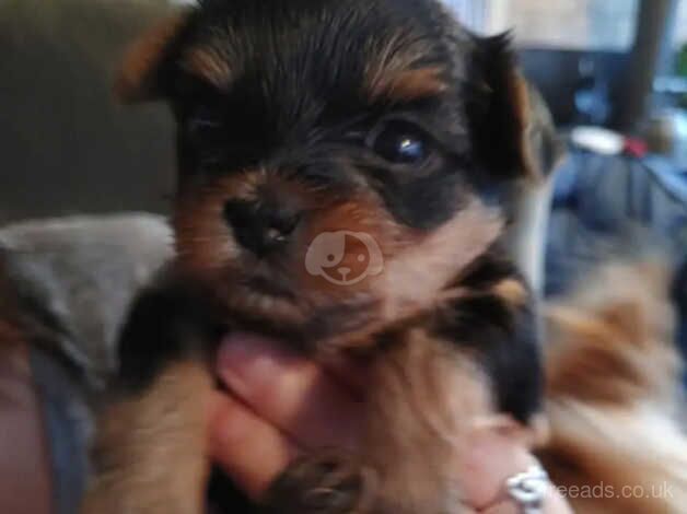 Yorkie puppies (4 Weeks Old) for sale in Scunthorpe, Lincolnshire - Image 3