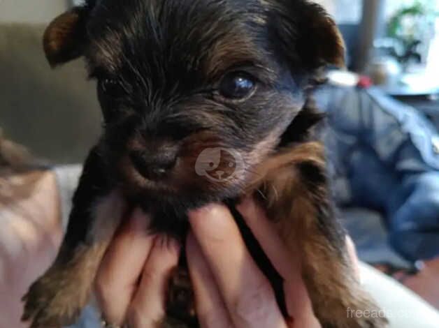 Yorkie puppies (4 Weeks Old) for sale in Scunthorpe, Lincolnshire - Image 4