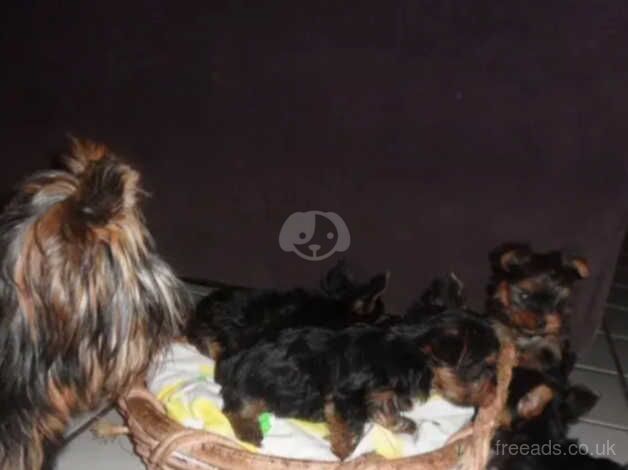 Yorkie puppies (4 Weeks Old) for sale in Scunthorpe, Lincolnshire - Image 5