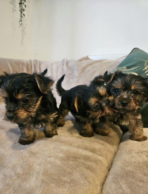 yorkie puppies for sale in Bedford, Bedfordshire