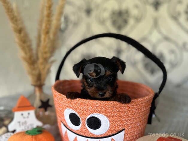 Yorkie puppies one tiny boy left ready to go next week for sale in Yeovil, Somerset - Image 1