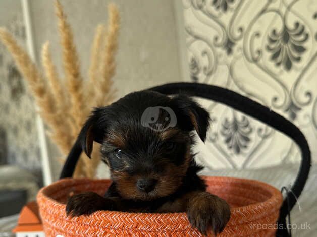 Yorkie puppies one tiny boy left ready to go next week for sale in Yeovil, Somerset - Image 4