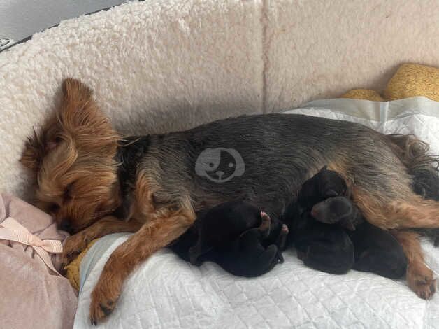 Yorkie puppies one tiny boy left ready to go next week for sale in Yeovil, Somerset - Image 5