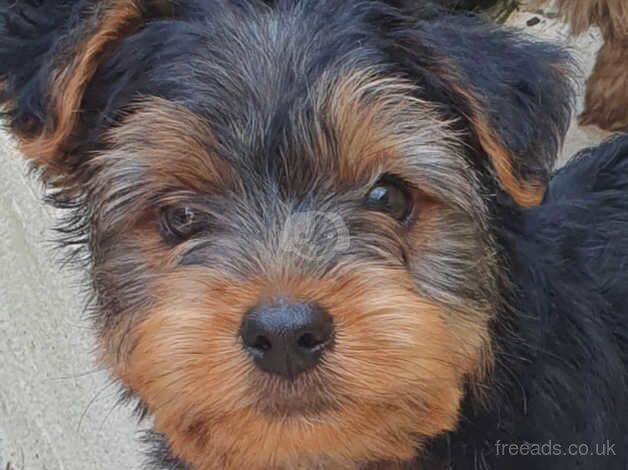 Yorkie Puppy for sale in Plymouth, Devon