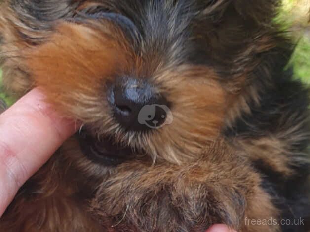 Yorkie Puppy for sale in Plymouth, Devon - Image 2