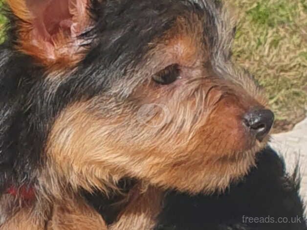 Yorkie Puppy for sale in Plymouth, Devon - Image 3