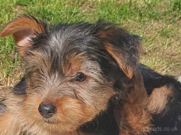 Yorkie Puppy for sale in Plymouth, Devon - Image 4