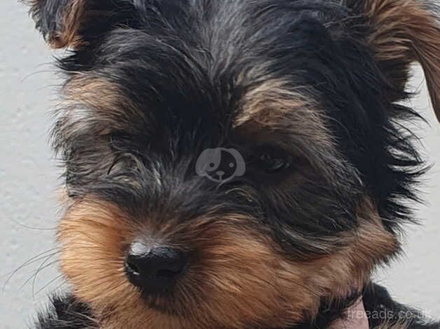 Yorkie Puppy for sale in Plymouth, Devon - Image 5