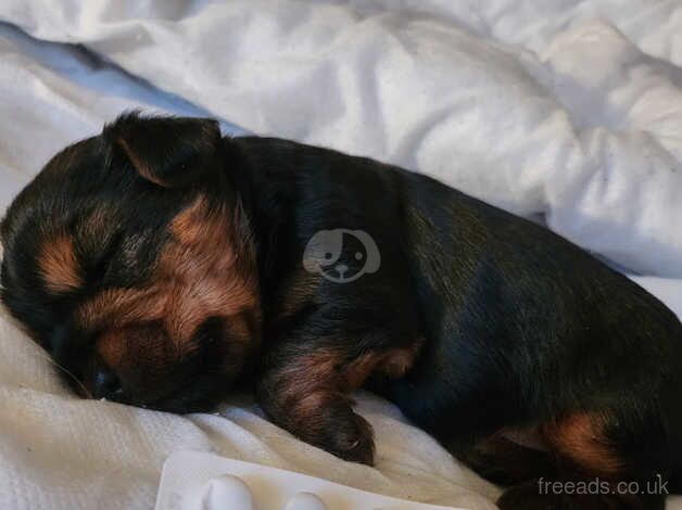 Yorkie puppys for sale in Glasgow, Glasgow City - Image 1