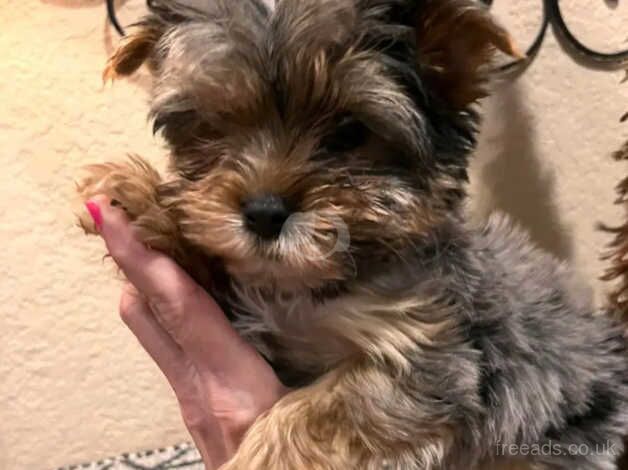 Yorkie pups at 12.5 weeks old for sale in Greenock, Inverclyde