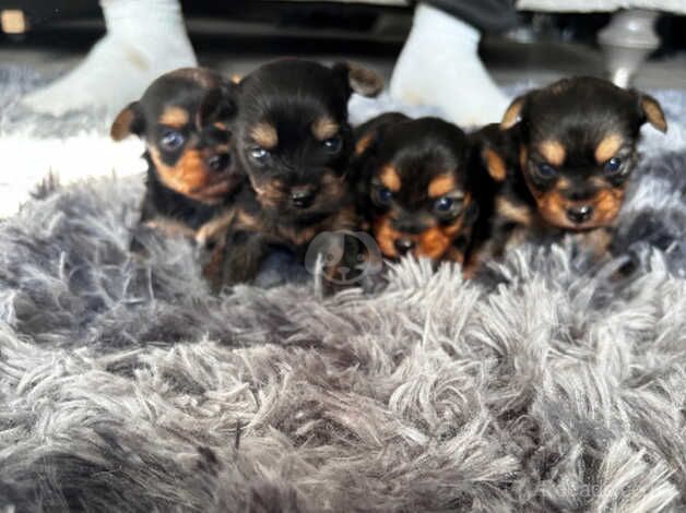 Yorkie pups for sale in Hailsham, East Sussex - Image 1