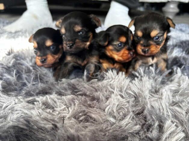 Yorkie pups for sale in Hailsham, East Sussex - Image 2