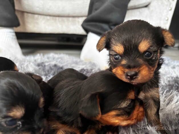 Yorkie pups for sale in Hailsham, East Sussex - Image 3