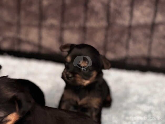 Yorkie pups for sale in Hailsham, East Sussex - Image 4