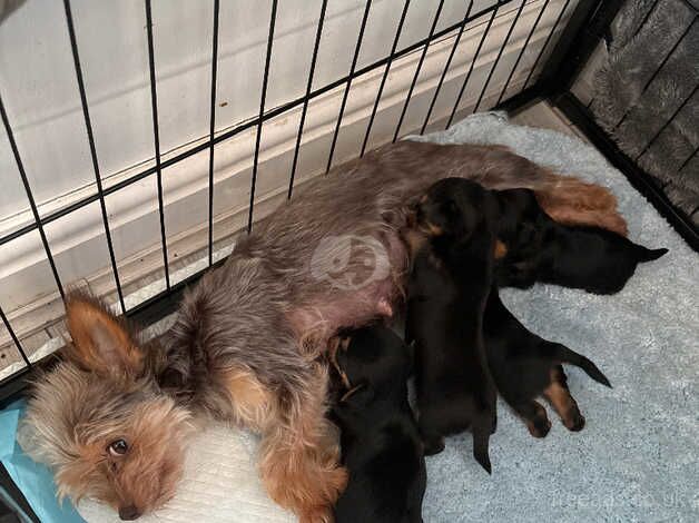 Yorkie pups for sale in Hailsham, East Sussex - Image 5