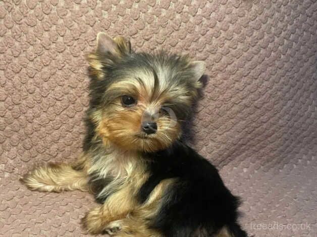 Yorkie pups for sale in Brighton, Cornwall - Image 1