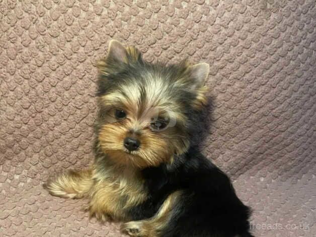 Yorkie pups for sale in Brighton, Cornwall - Image 2